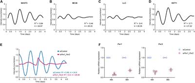 Stromal Expression of the Core Clock Gene Period 2 Is Essential for Tumor Initiation and Metastatic Colonization